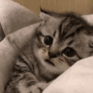 人人精品黄色在线观看
